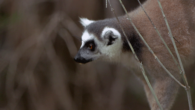 Madagascar and its threatened ecosystem