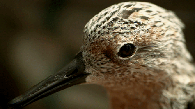 Bird migration in Australia
