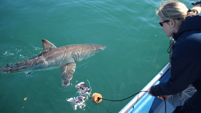 Alison Kock – The Great White Shark