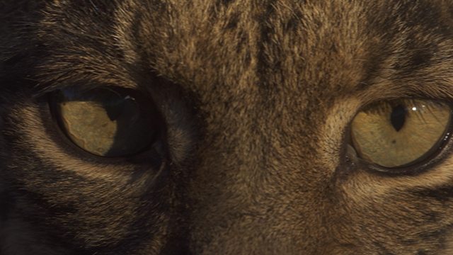 Von Asturien nach Zamora