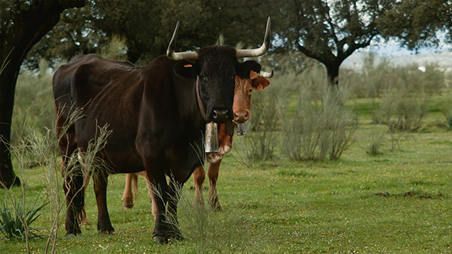 Von Cáceres nach Toledo Von Cáceres nach Toledo