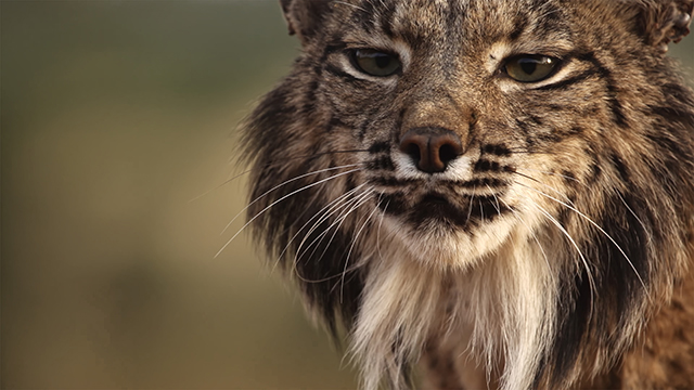 Von Cuenca nach Albacete
