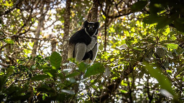 Madagaskar – Insel der Extreme